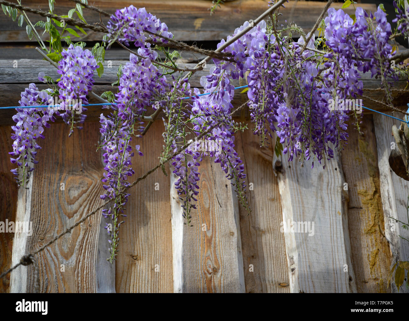 hanging flowers of wisteria, a climbing plant of the legume family on a wooden facade, copy space, selected focus Stock Photo