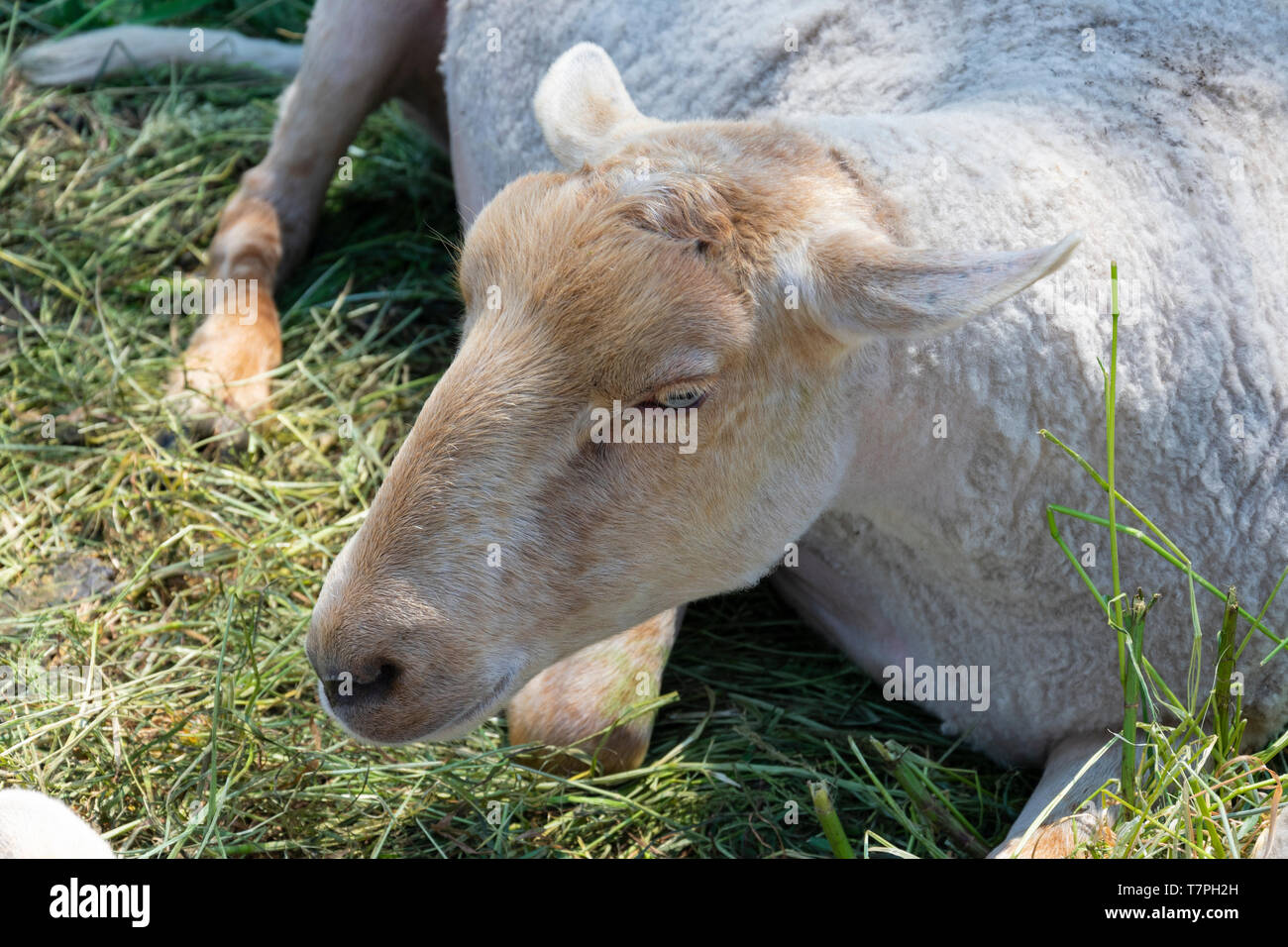shaved sheep rest in the green grass Stock Photo