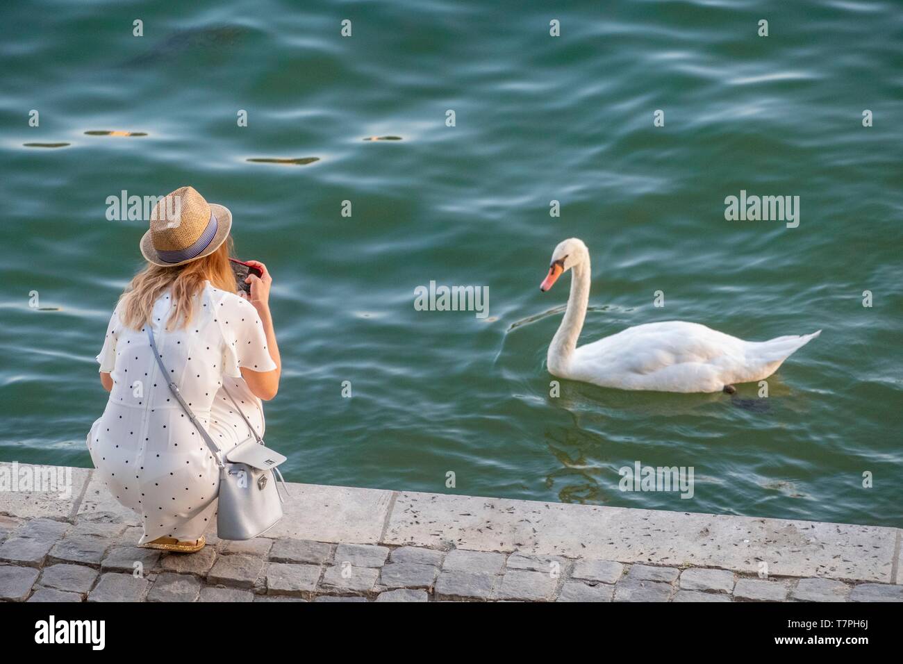 France, Paris, the banks of the Seine classified UNESCO, the Ile de la Cite, young woman and a swan Stock Photo