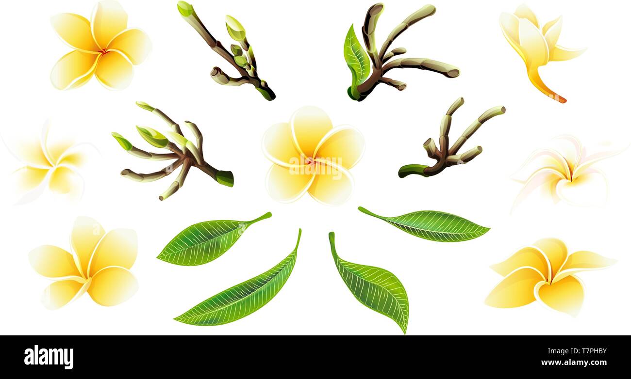 Tropical vector yellow plumeria flowers, branches and leaves set for cards Stock Vector