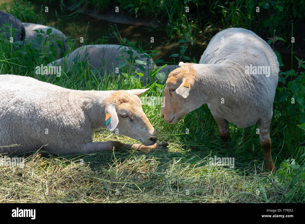two lovely sheep in the Sun in the grass Stock Photo