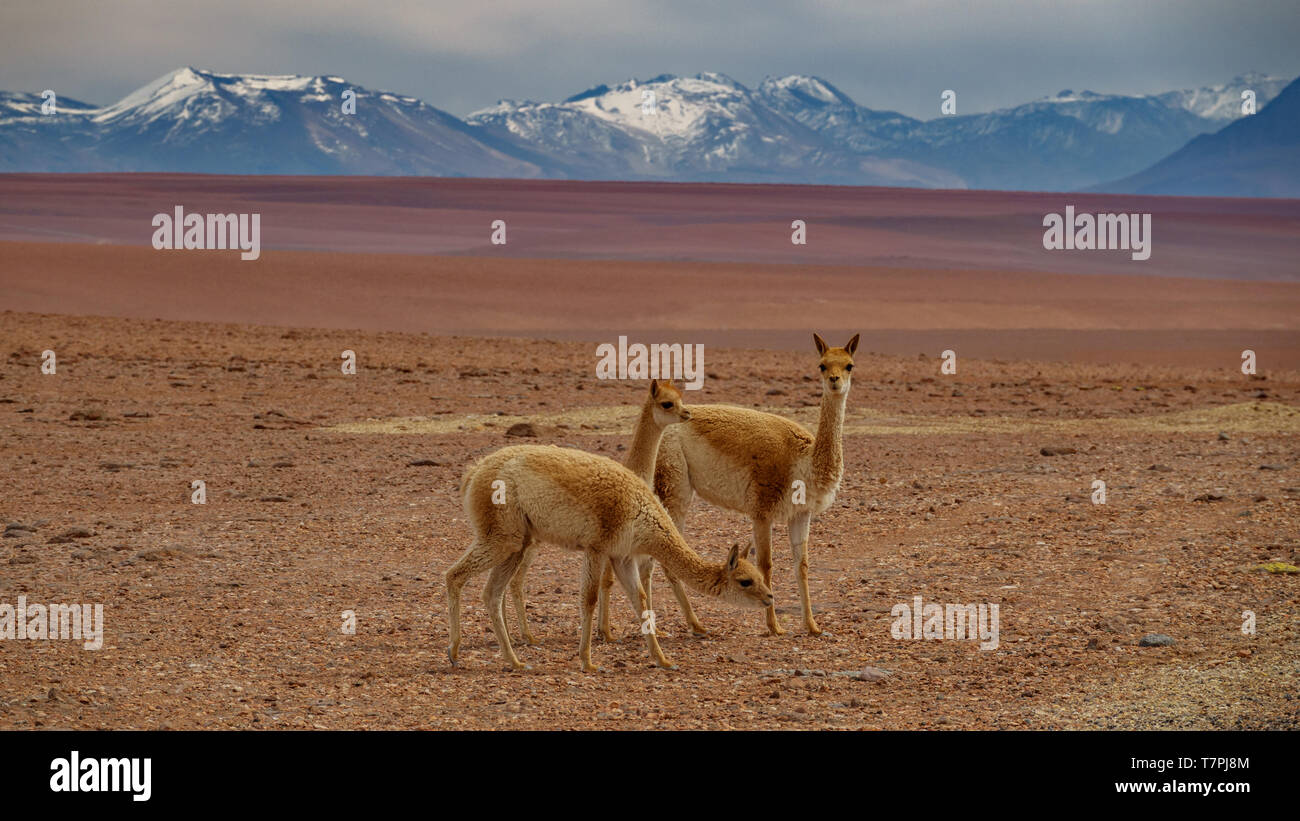 Three Vicugna vicugnas in Atacama high plateau with snow covered volcanoes Stock Photo