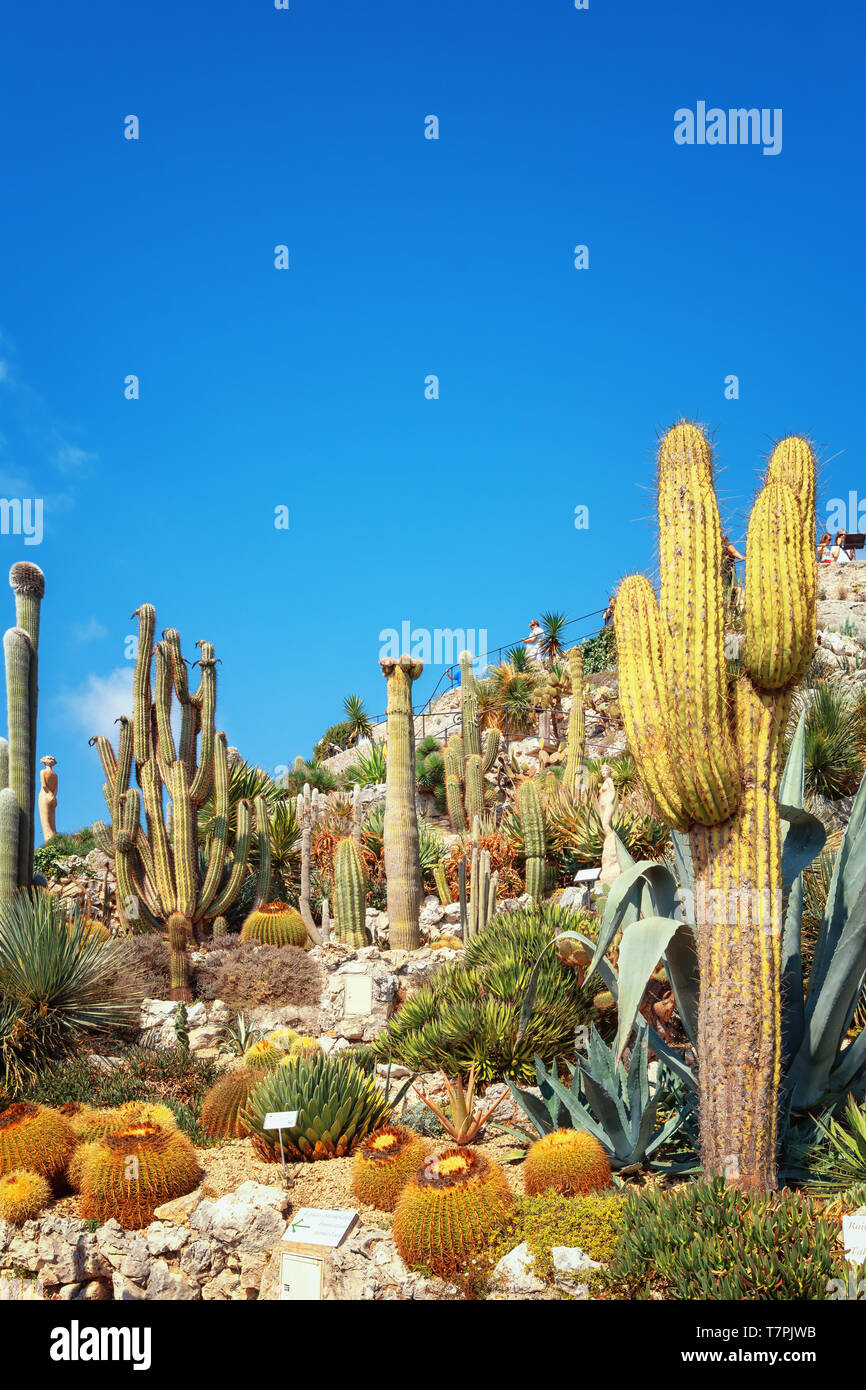 France cacti hi-res stock photography and images - Alamy
