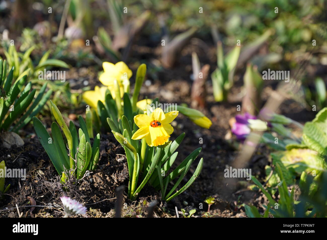 Ladybug sitting on daffodil Stock Photo