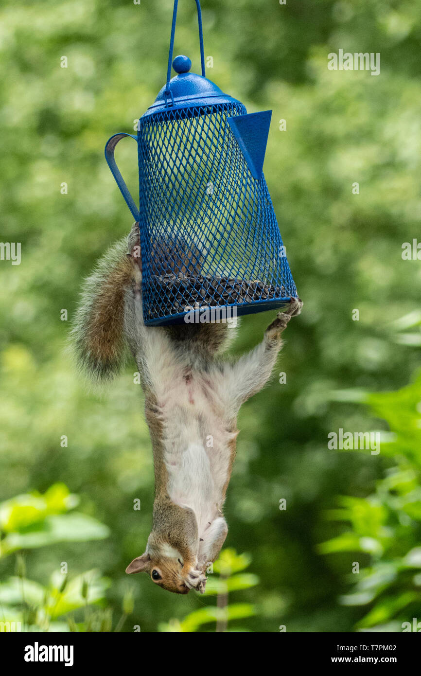 An eastern gray squirrel eating seeds from a bird feeder Stock Photo