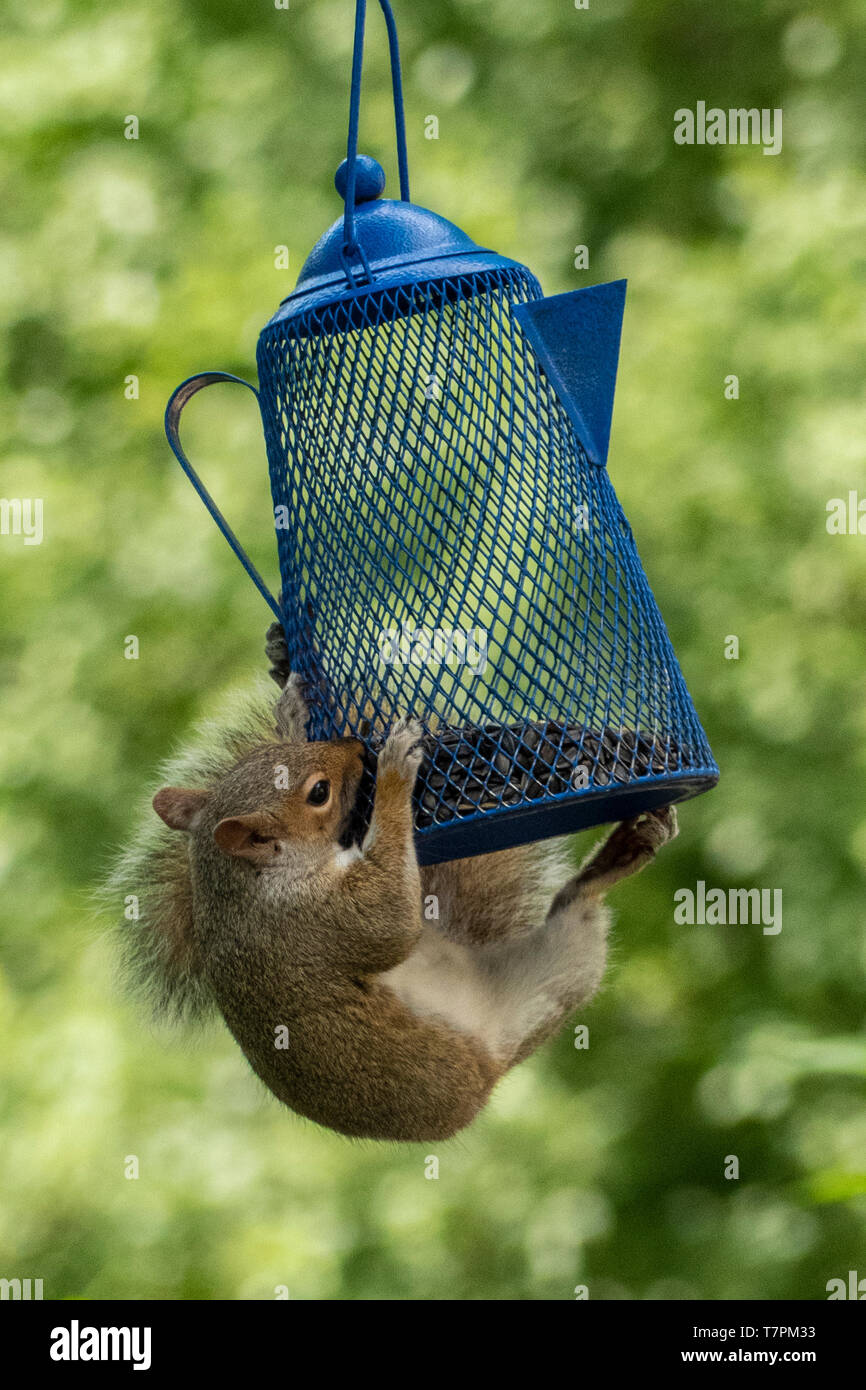 An eastern gray squirrel eating seeds from a bird feeder Stock Photo