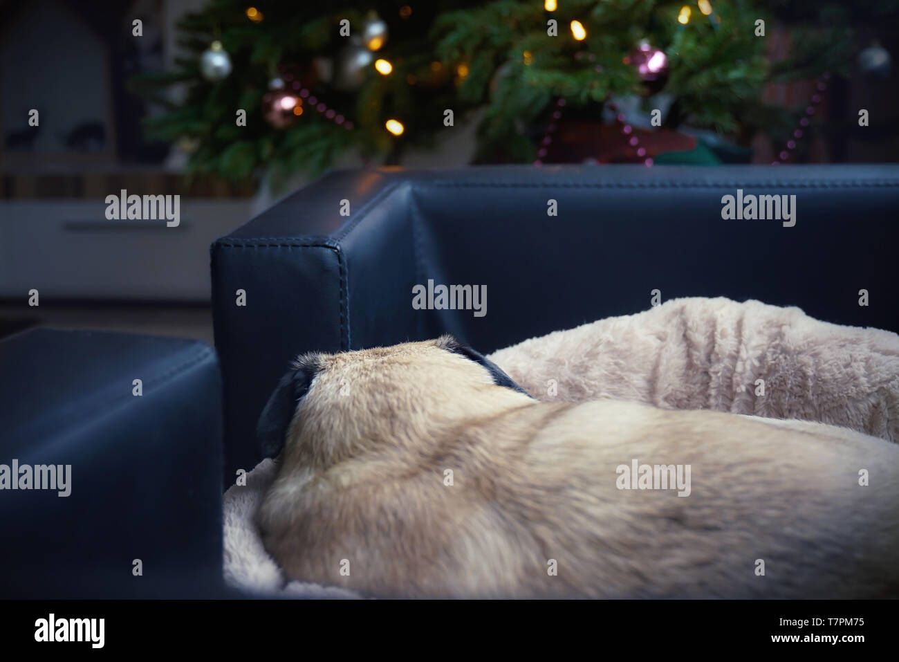 Sleeping couch christmas hires stock photography and images Alamy