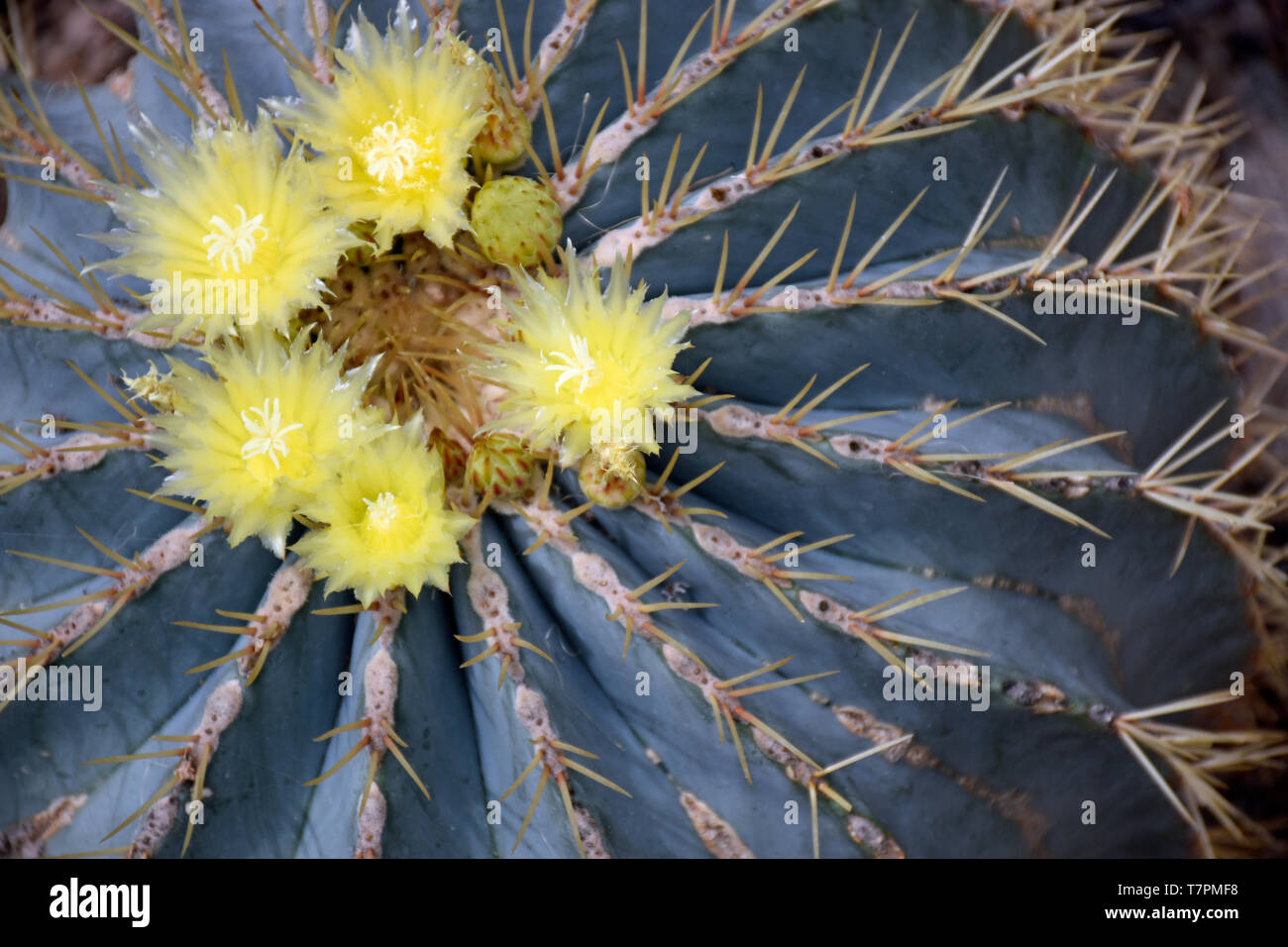 Blue Barrel Cactus from Central Mexico Stock Photo