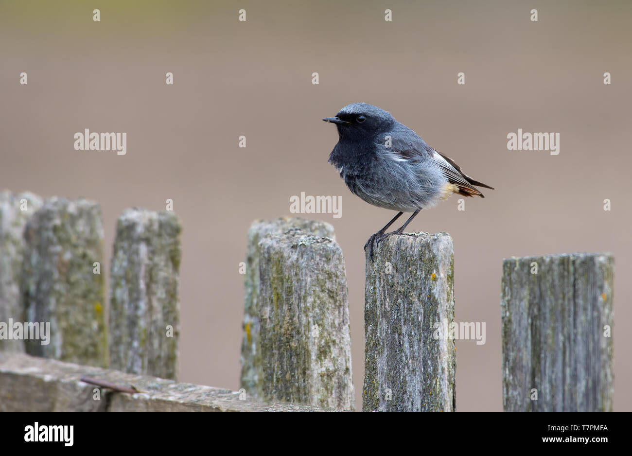 Male Black Redstart with short tail feathers perched on an aged wooden fence Stock Photo
