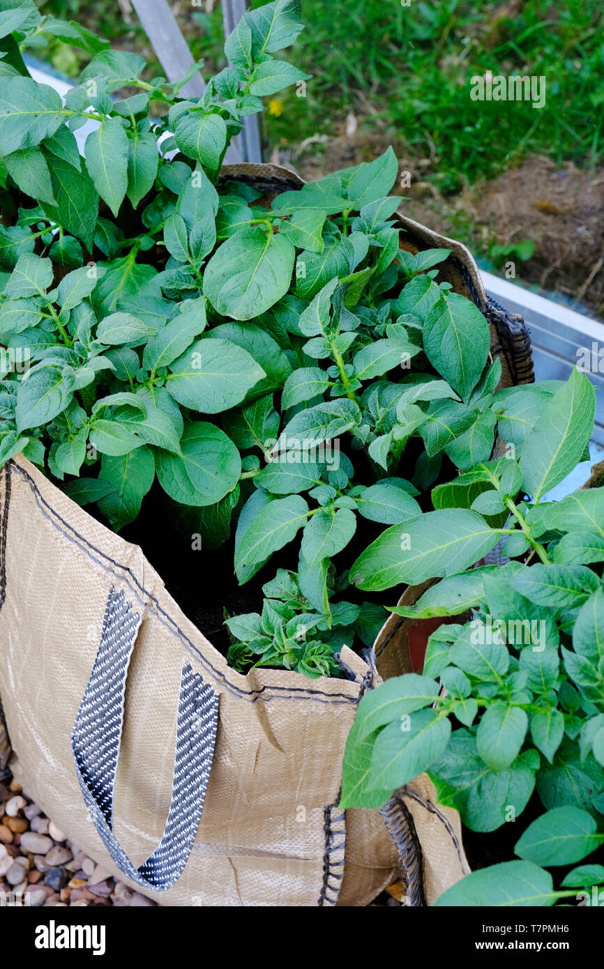 Grow Potatoes in Grow Bags - Alden Lane Nursery