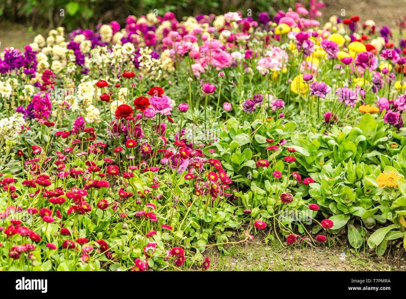 bed of colorful flowers in green garden Stock Photo - Alamy