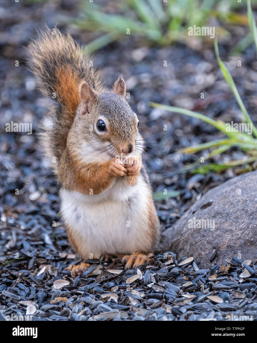 American red squirrel Stock Photo