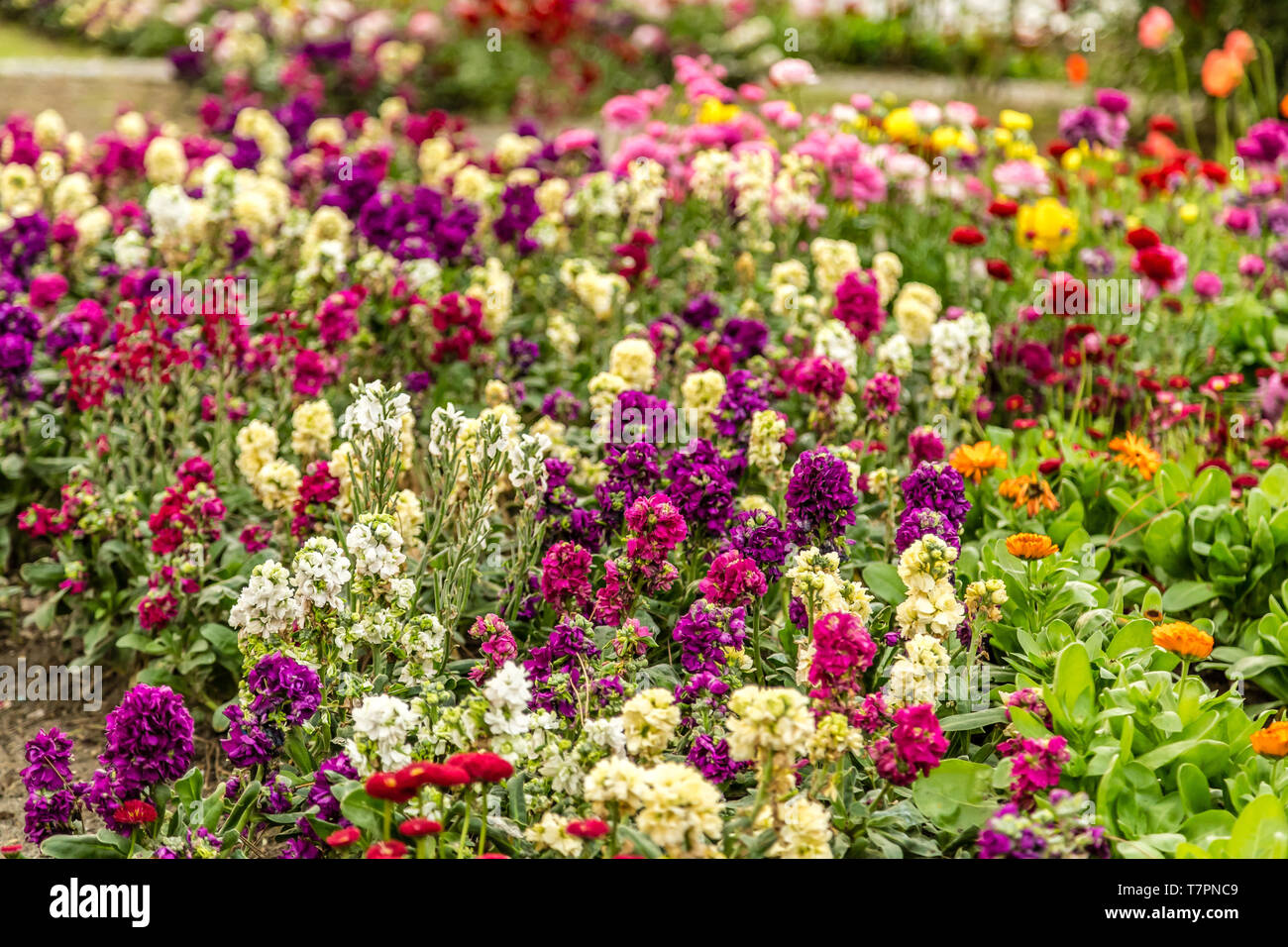 bed of colorful flowers in green garden Stock Photo - Alamy