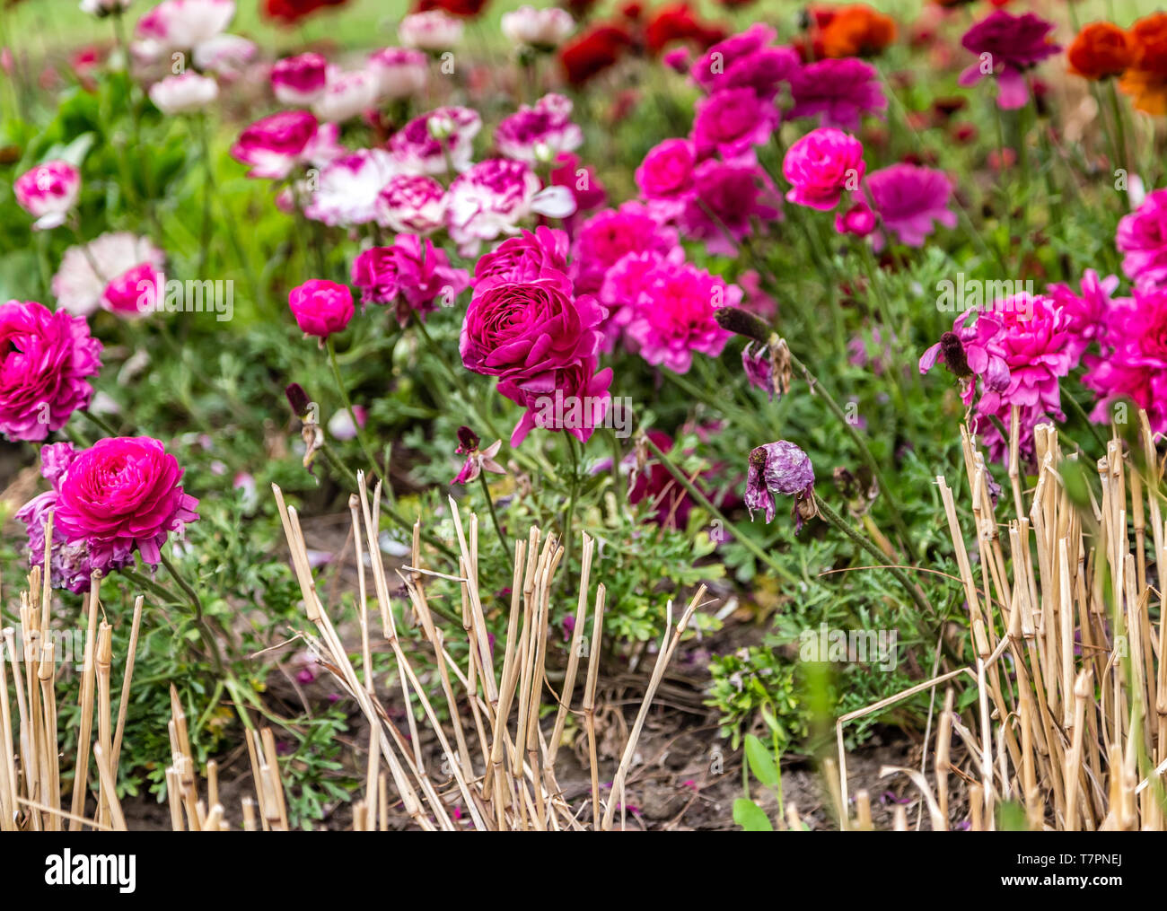 bed of colorful flowers in green garden Stock Photo - Alamy