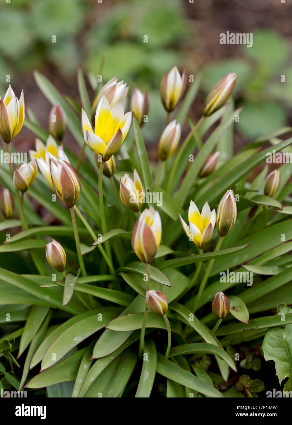 Wild tulips blooming with colourful flowers in springtime Stock Photo