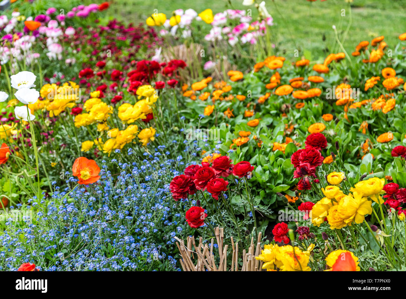 bed of colorful flowers in green garden Stock Photo - Alamy