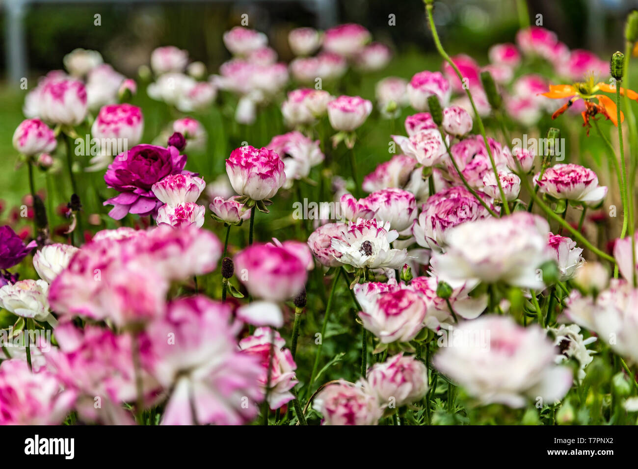bed of colorful flowers in green garden Stock Photo - Alamy
