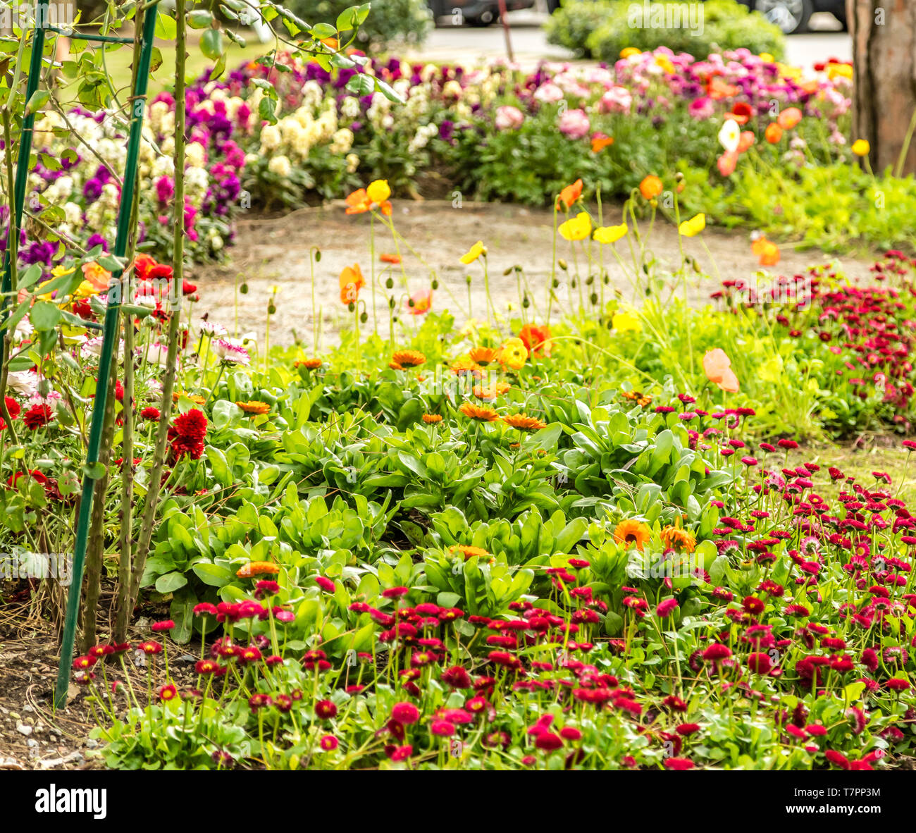 bed of colorful flowers in green garden Stock Photo - Alamy
