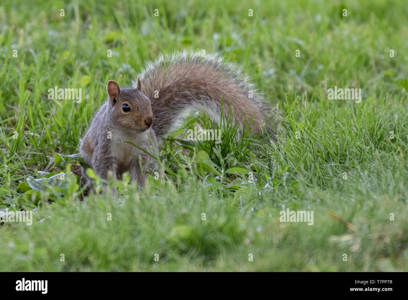 An eastern gray squirrel Stock Photo