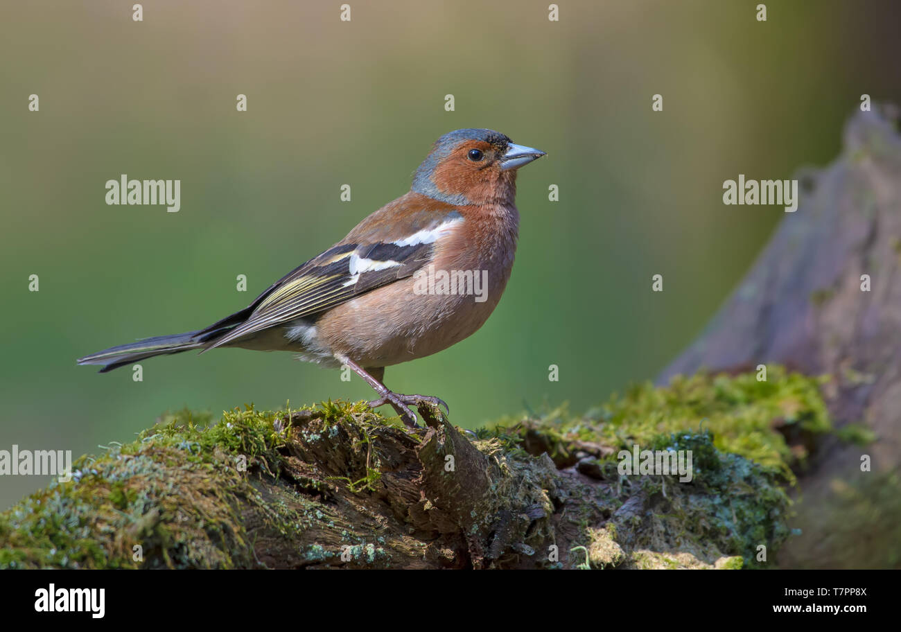 Male Common Chaffinch posing on mossy stump in light forest Stock Photo