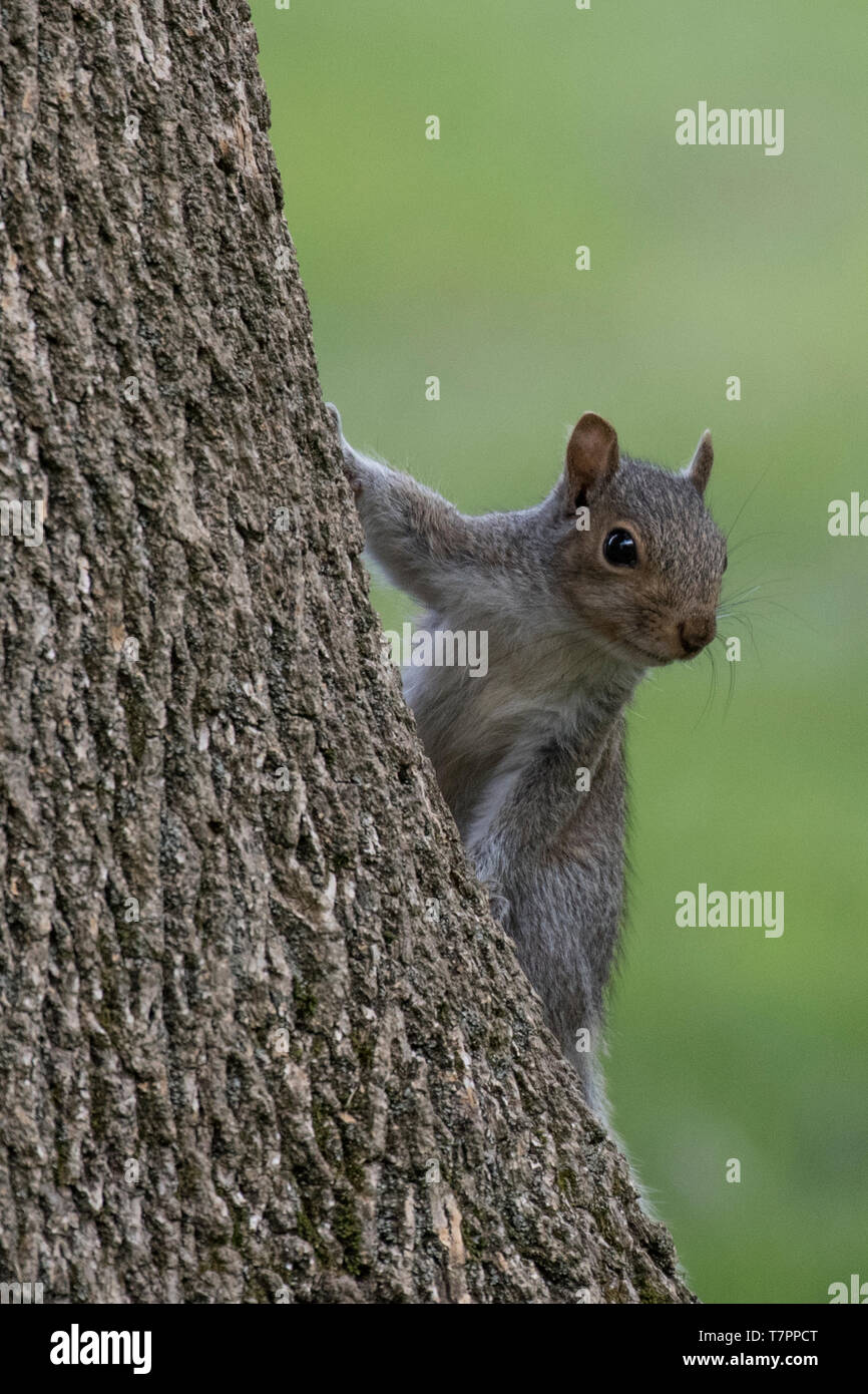An eastern gray squirrel Stock Photo