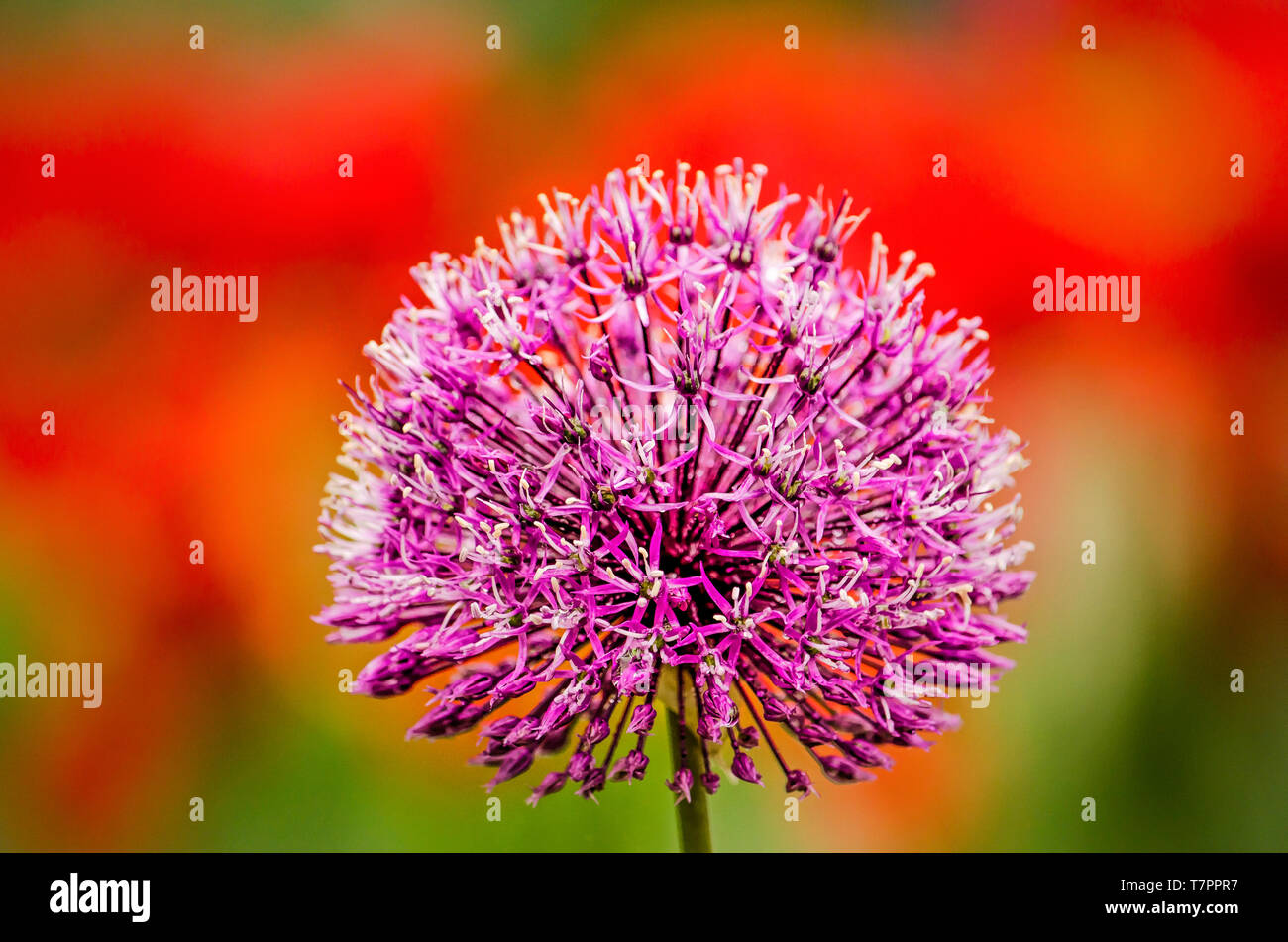 Red onion flower hires stock photography and images Alamy