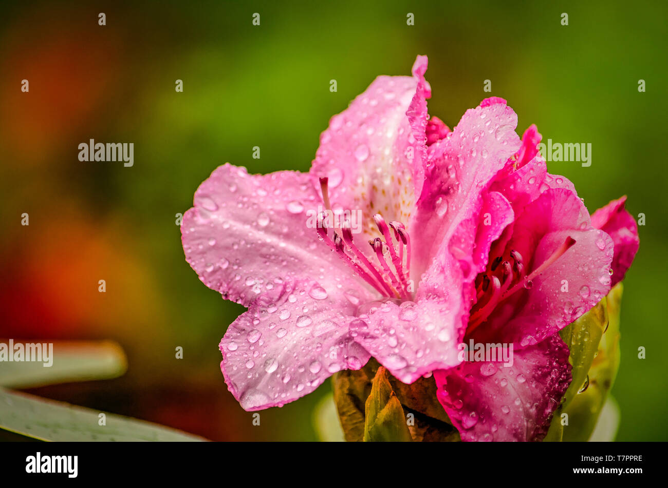 Close-up of the reddish purple flower of a rhododendron with drops of water from a recent rainfall Stock Photo