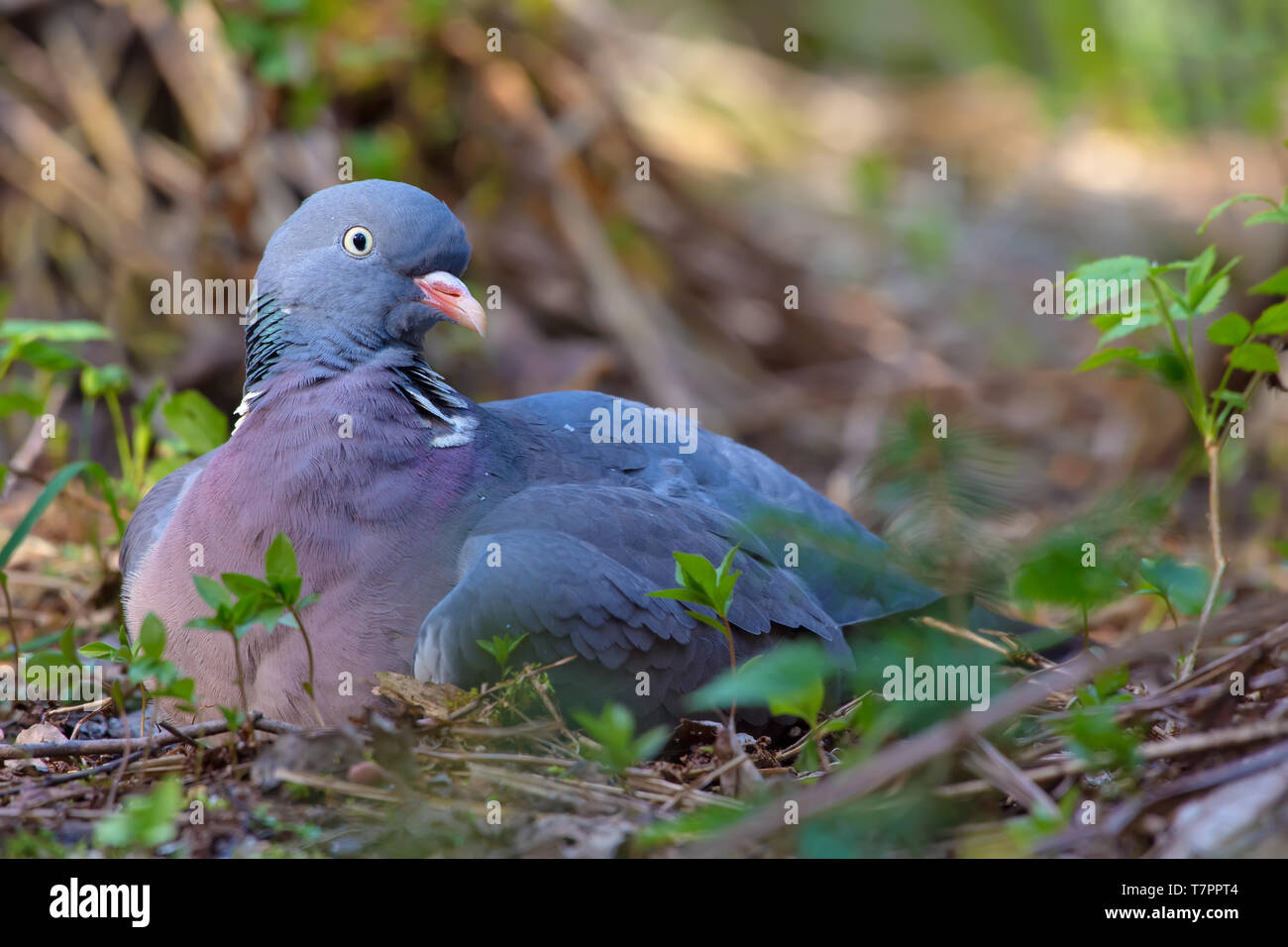 Wood pigeon nest hires stock photography and images Alamy