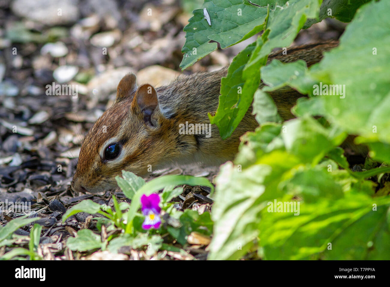 An eastern chipmunk eating sunflower seeds Stock Photo