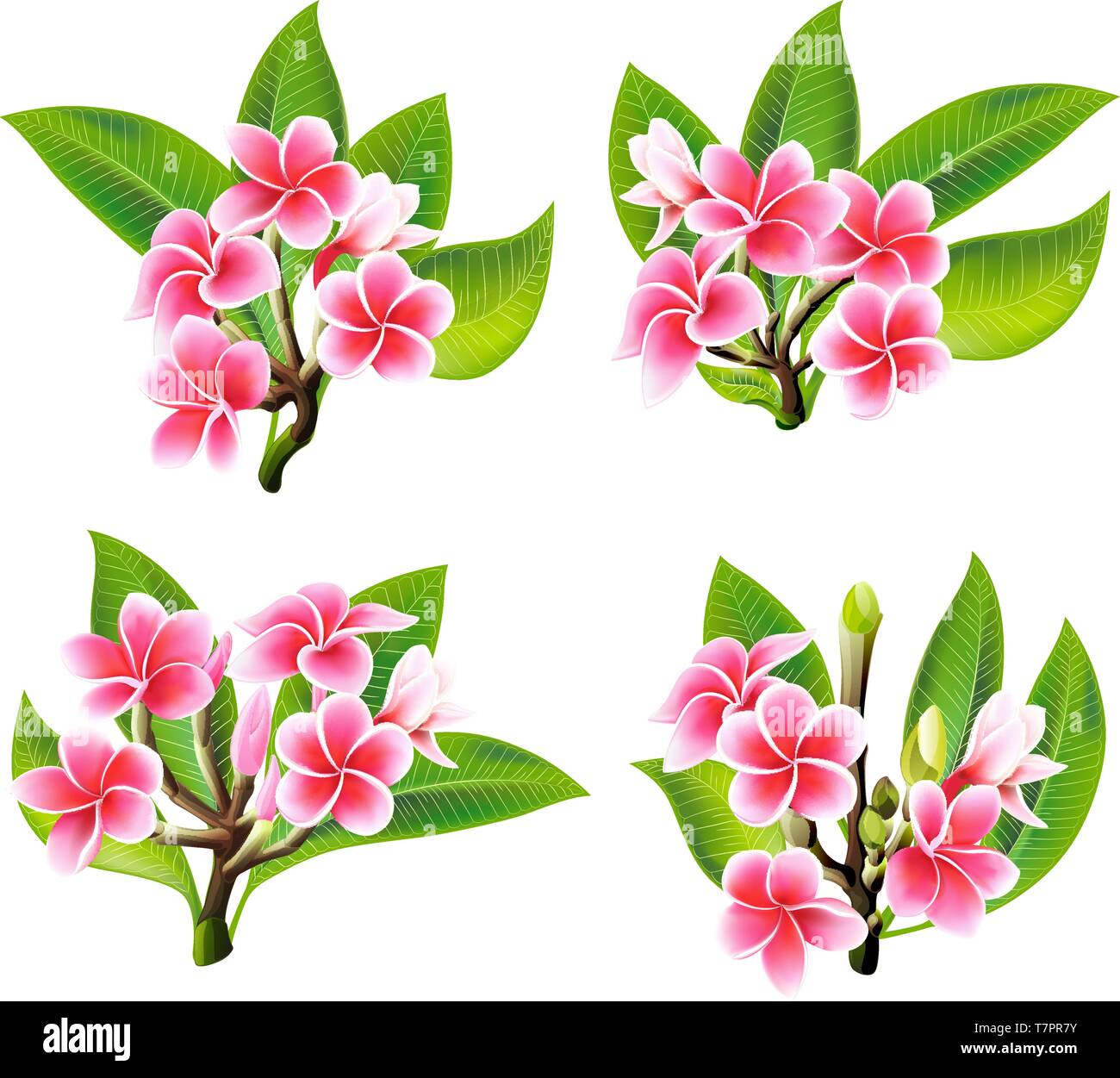 White and pink Plumeria Flowers in realistic style on white background Stock Vector