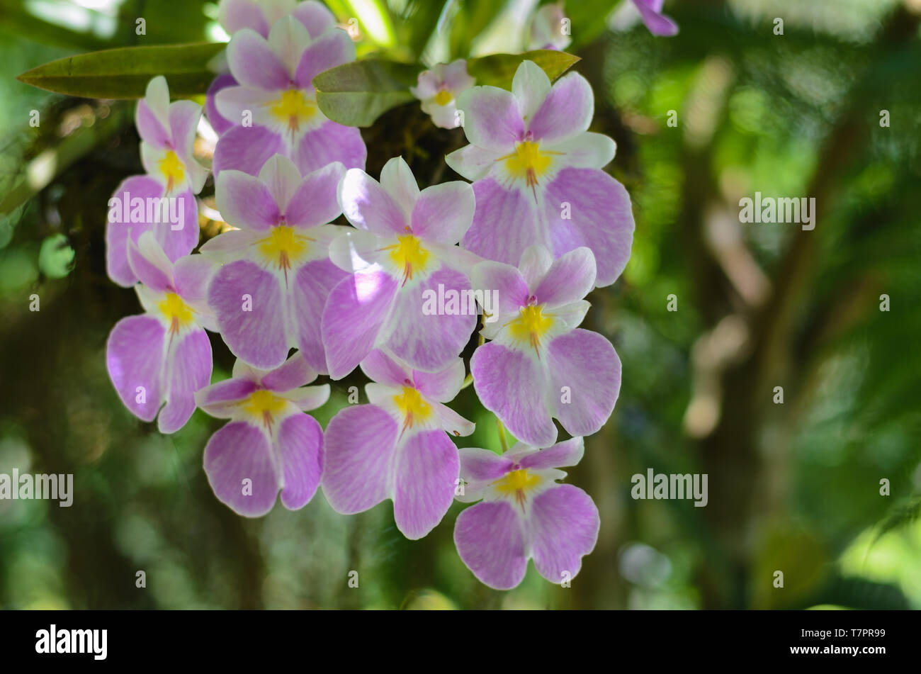 Flowers purple, white and yellow Orchids. Macro. Stock Photo