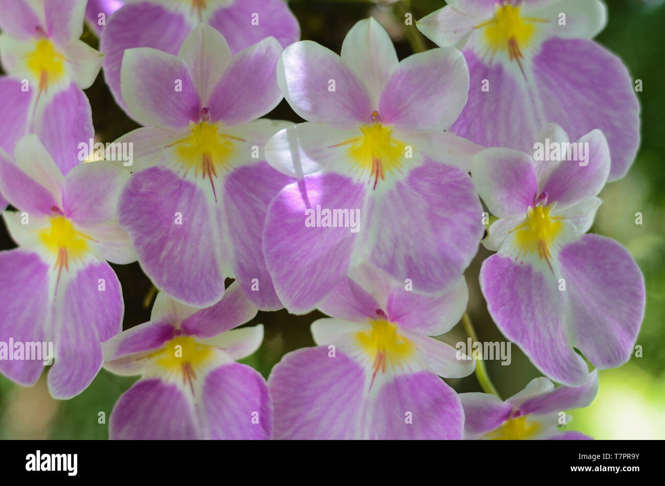 Flowers purple, white and yellow Orchids. Macro. Stock Photo