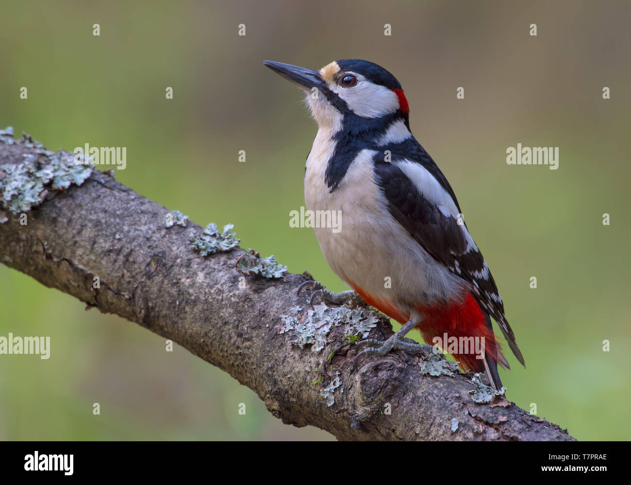 Male Great spotted woodpecker sits on a lichen covered branch Stock Photo