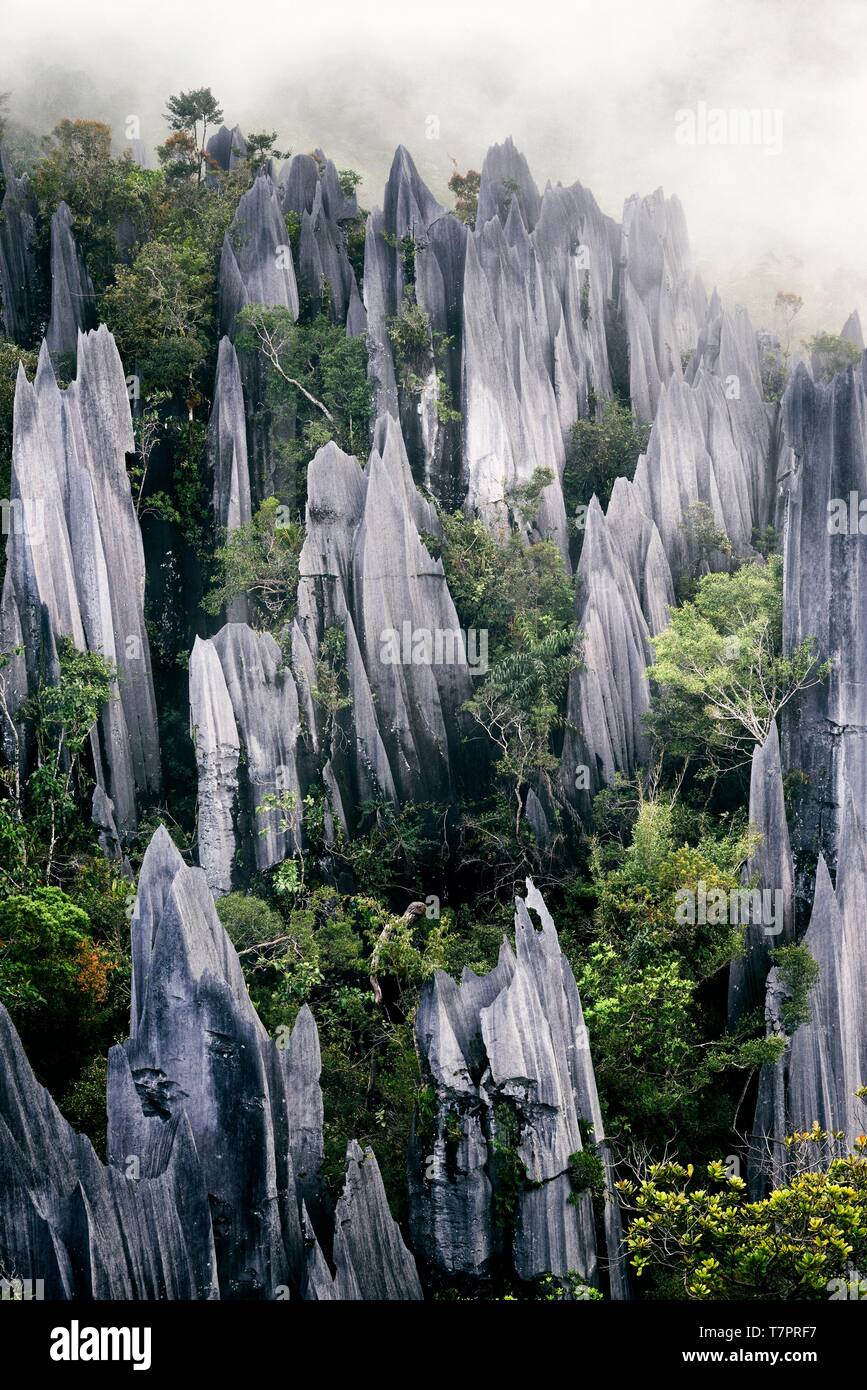 Malaysia, Borneo, Sarawak, Gunung Mulu National Park listed as World Heritage by UNESCO, the Pinnacles, a series of 45 meter high razor-sharp limestone spikes that tower above the surrounding rainforest, seen from the view point during the famous Pinnacles trek Stock Photo