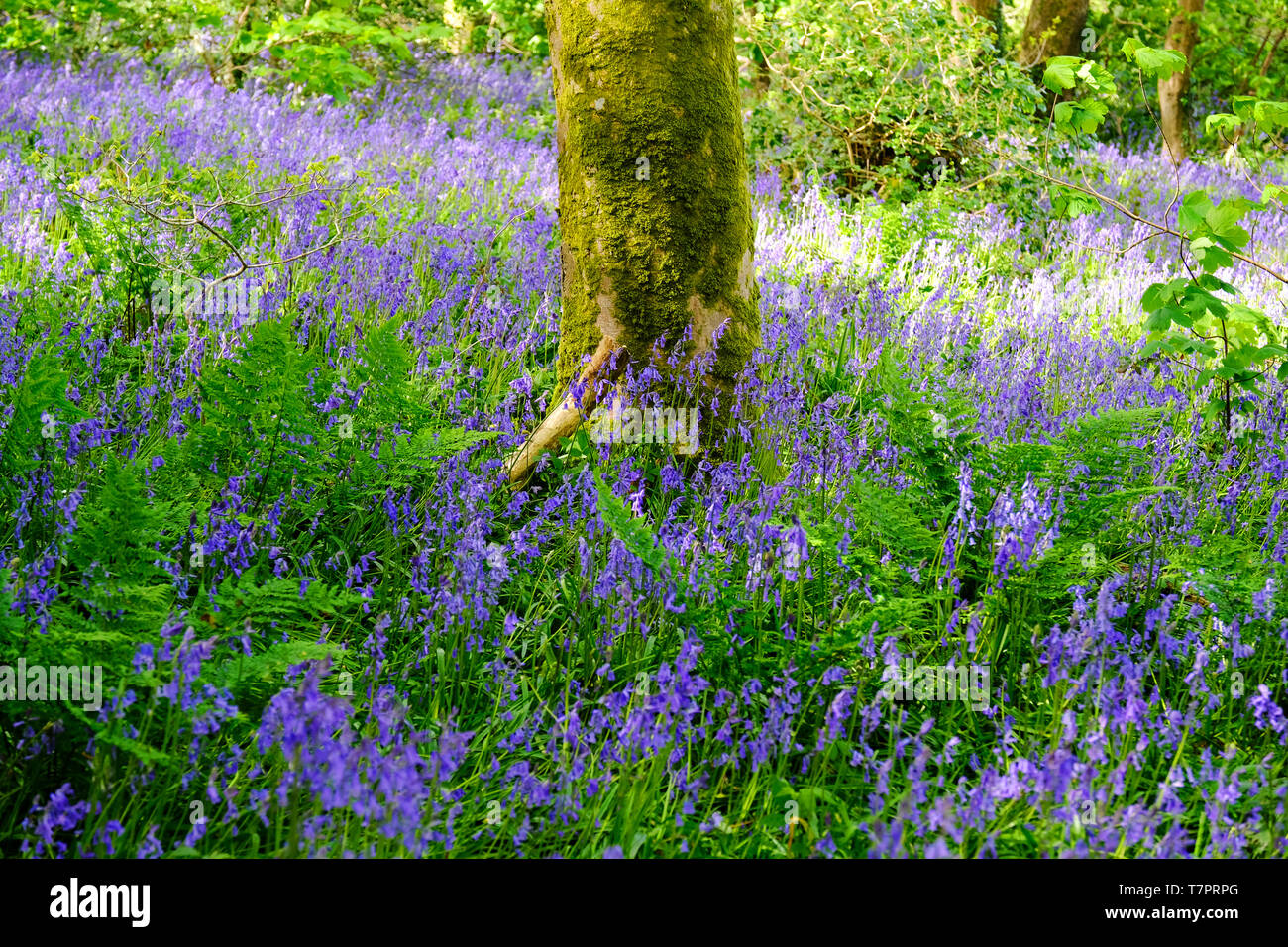 Woodland bluebells in springtime - John Gollop Stock Photo
