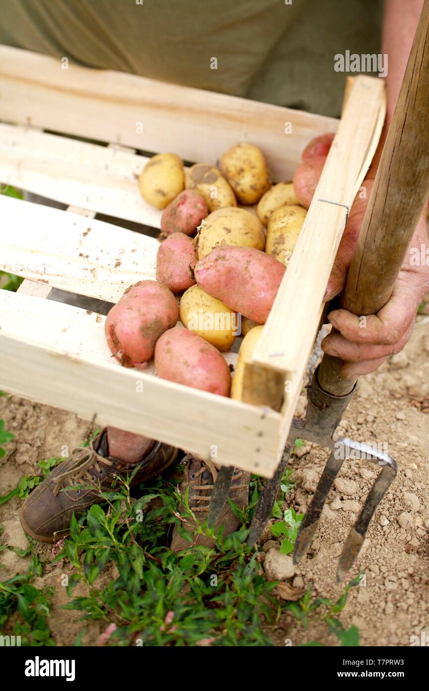 Download Potato Crate High Resolution Stock Photography And Images Alamy PSD Mockup Templates