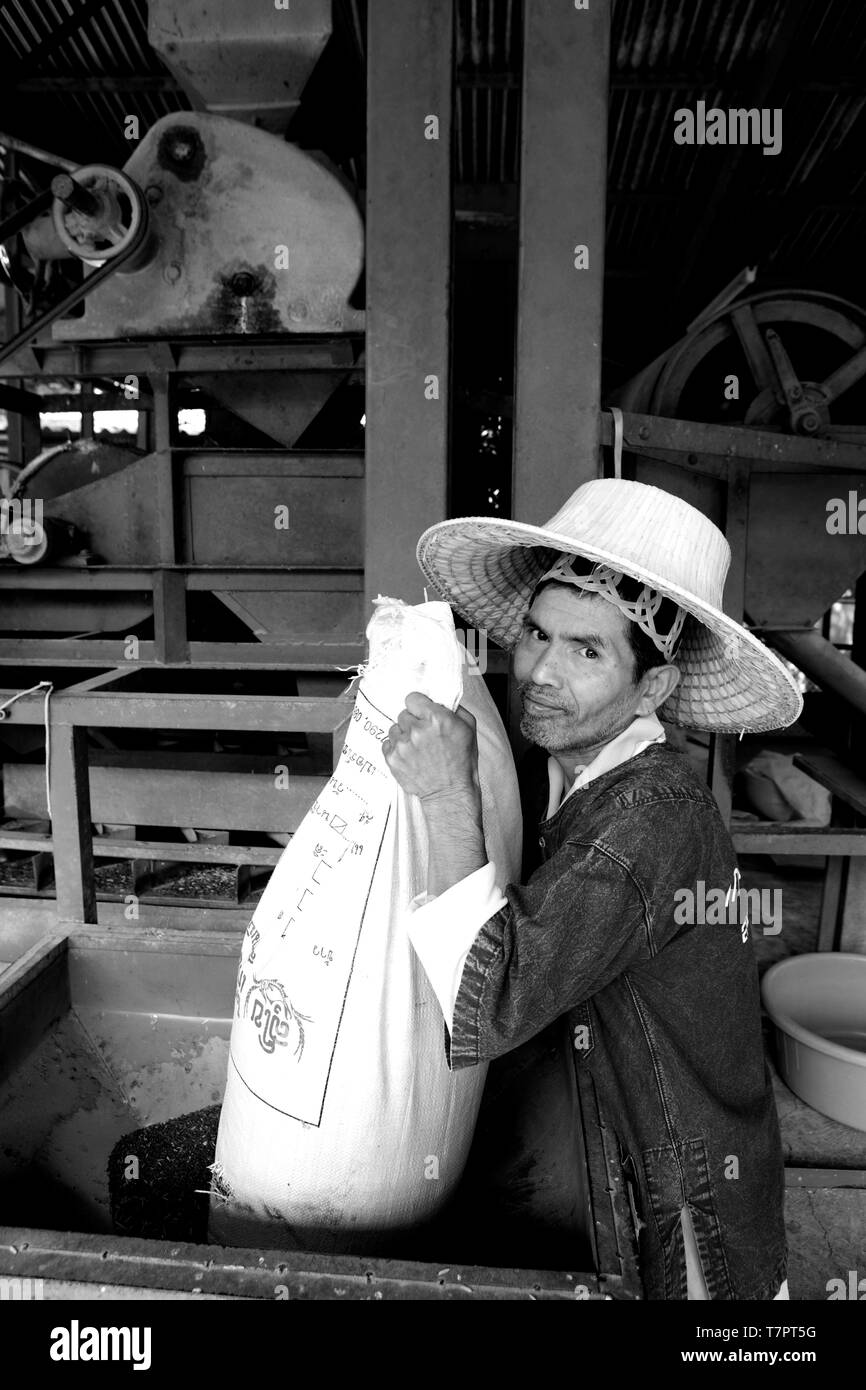 Thailand, Thai rice, harvested and machine-peeled Stock Photo