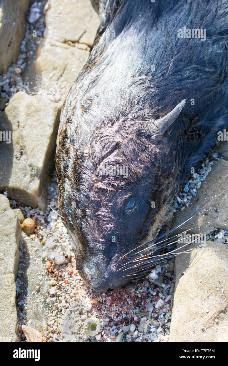 Fresh carcass of a Cape Fur Seal (South African Fur Seal) killed by blunt force trauma to the head for its fur or by local fishermen, East Coast, Sout Stock Photo