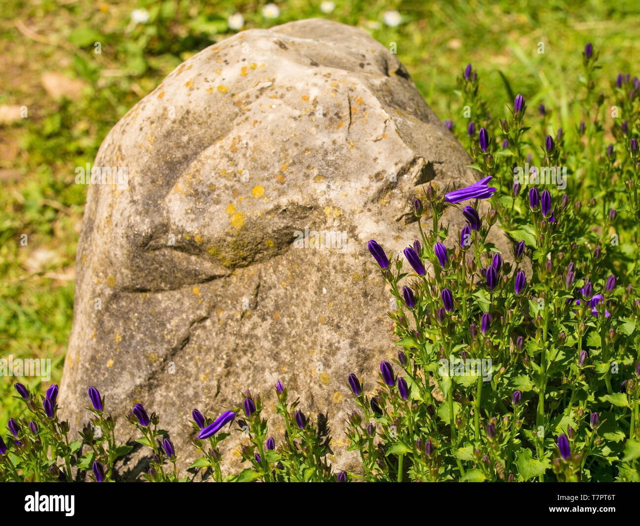 Purple flowers starting to appear on a perennial herbaceous campanula plant, commonly called bellfower, growing in north east Italy Stock Photo