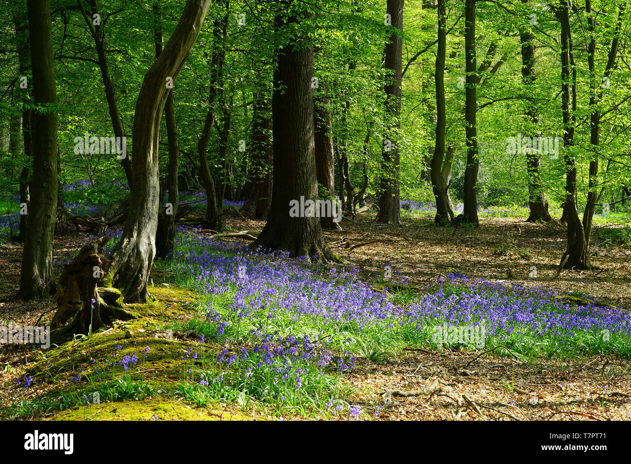 Bluebells in Wintergreen Wood, Knebworth Park Stock Photo Alamy