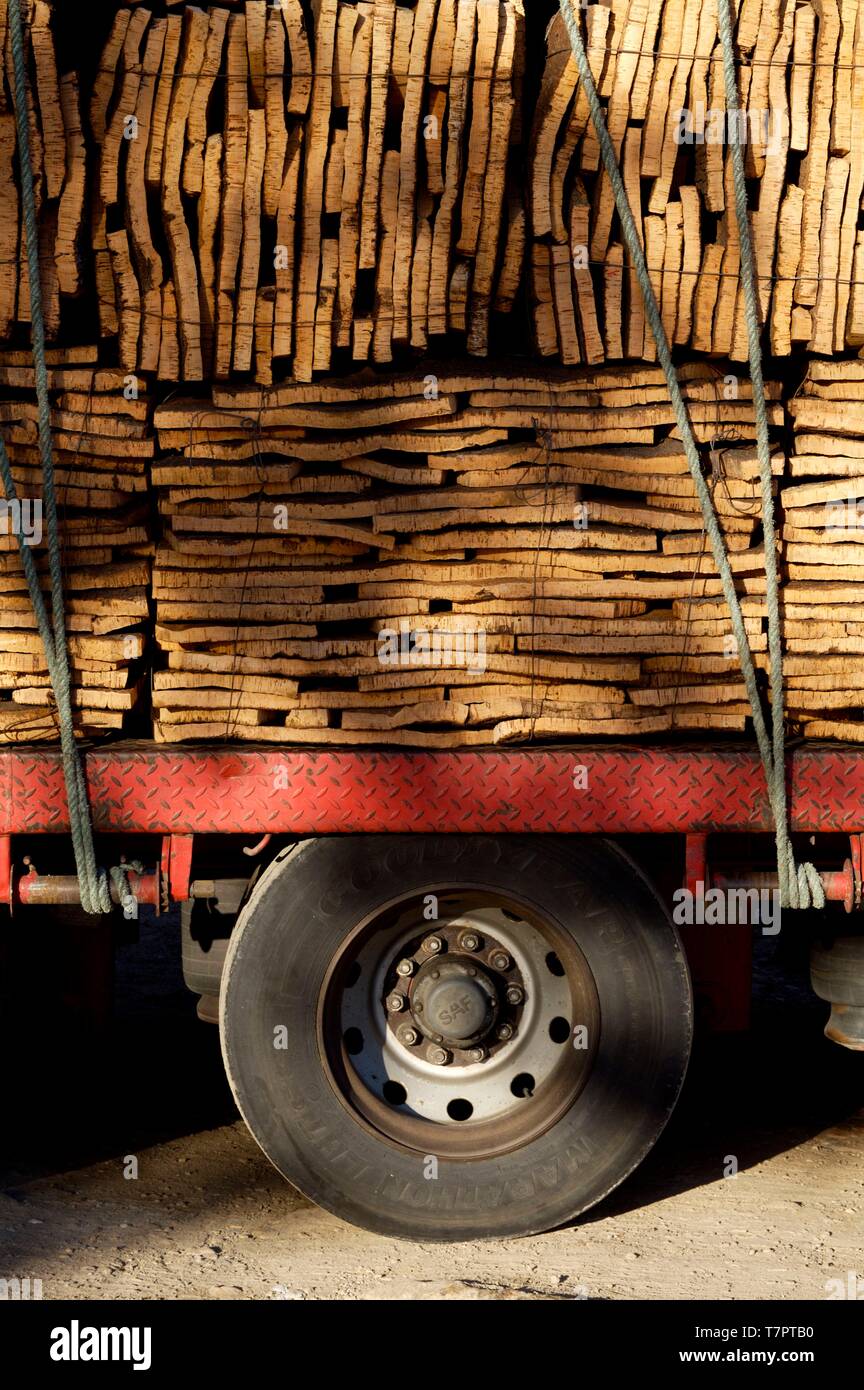 Portugal, Alentejo, cork harvest Stock Photo