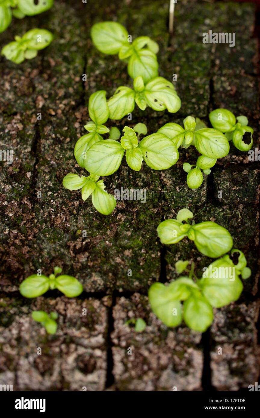 France, Paris, Alain Passart restaurant, vegetable garden, basil sprout