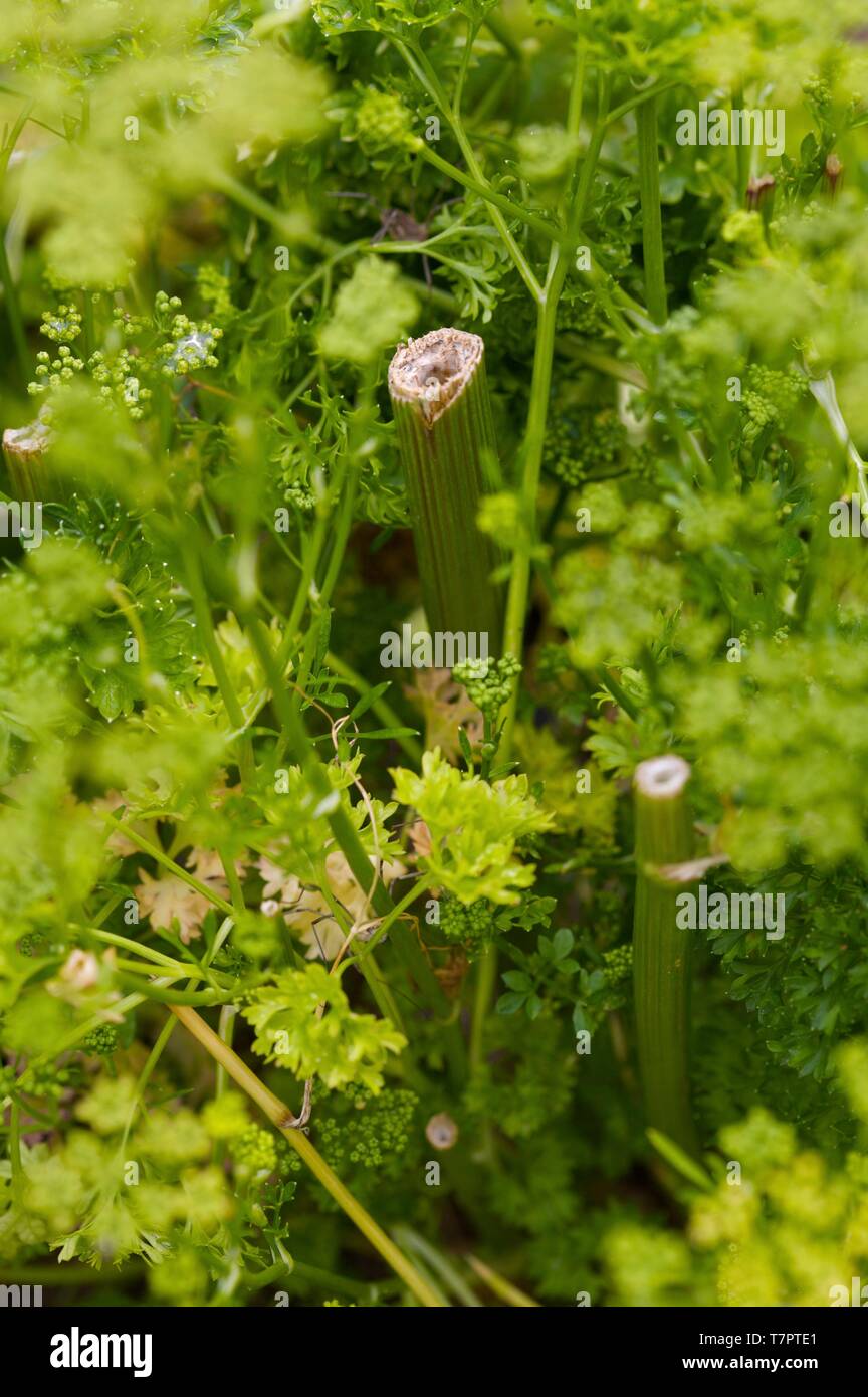 Organic vegetable garden, parsley and dill Stock Photo