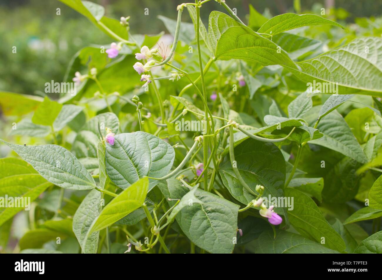 Bean product hi-res stock photography and images - Alamy