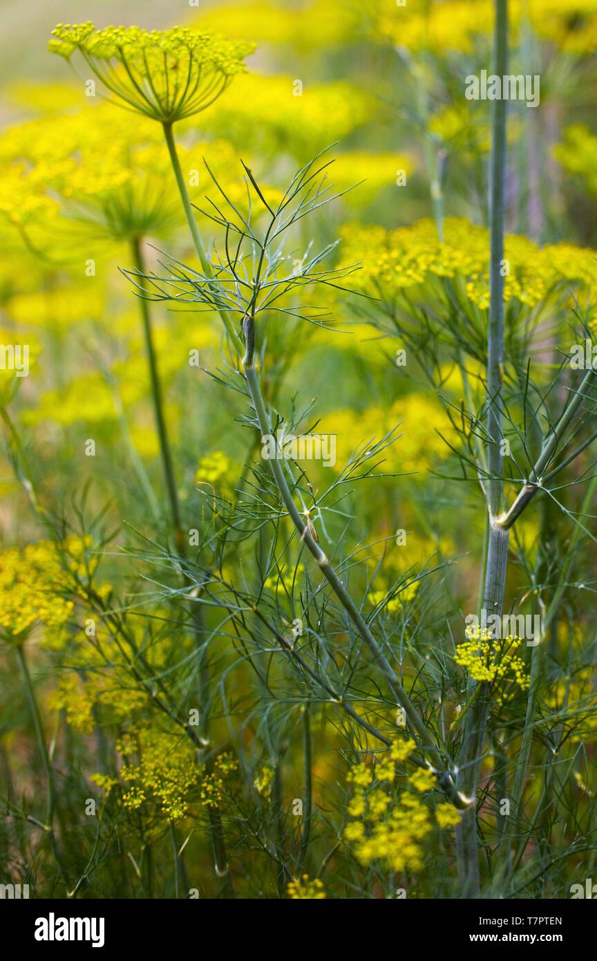 Organic vegetable garden, dill Stock Photo Alamy