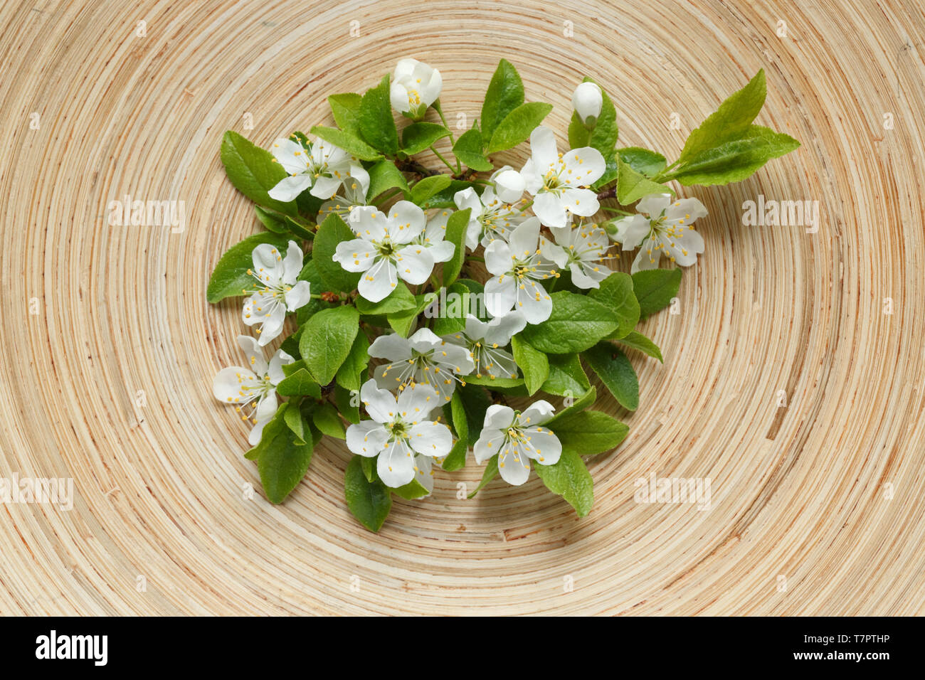 High angle view of plum flowers on wooden plate Stock Photo