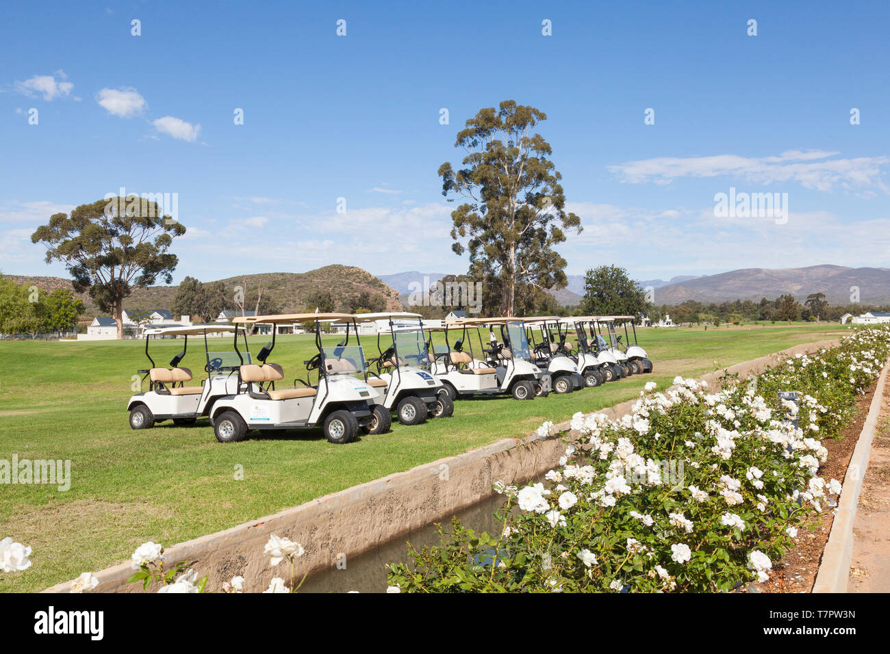 Row of golf carts for hire parked at the edge the fairway at