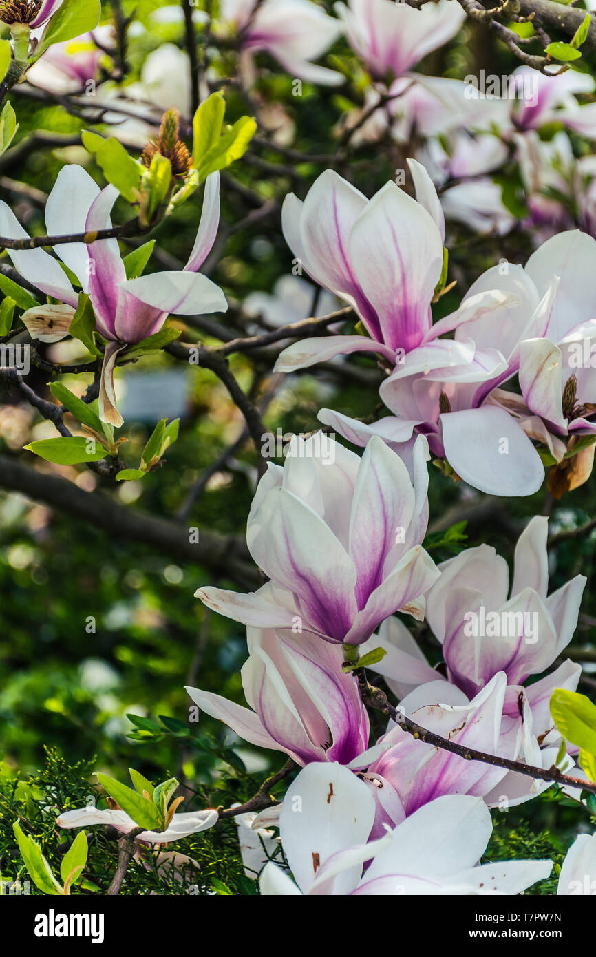 Flowers Of a Magnolia Tree Stock Photo - Alamy