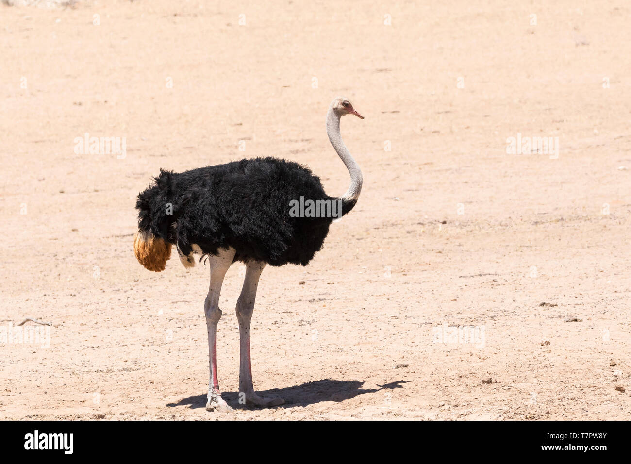 Wild male ostrich (Struthio camelus) in the Kalahari,  Kgalagadi Transfrontier Park, Northern Cape, South Africa side view, flightless bird, black fea Stock Photo
