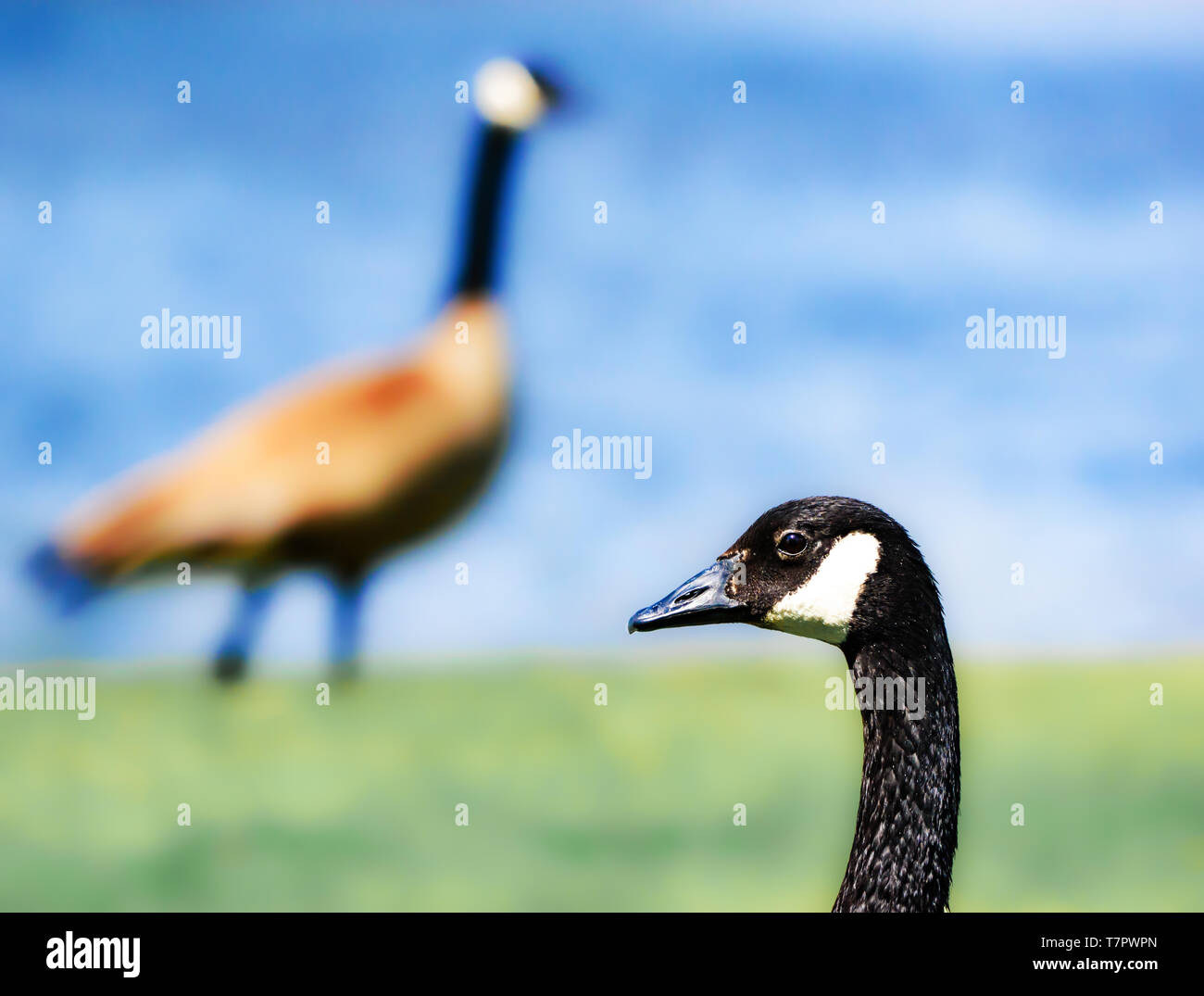 Pair of Colorful Male Geese - Ganders in high color blue and green contrast crisp forefront portrait with second goose in blurred (bokeh) background Stock Photo